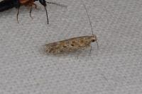 Scrobipalpa