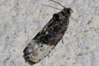 Hedya nubiferana
