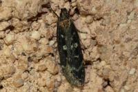 Gelechia sororculella
