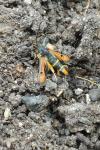 Pyropteron chrysidiforme