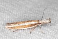 Pleurota aristella