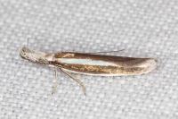 Pleurota aristella