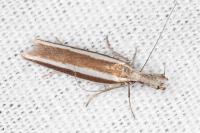 Pleurota aristella