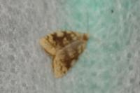 Aleimma loeflingiana