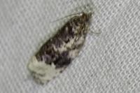 Apotomis turbidana