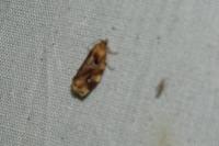 Archips xylosteana