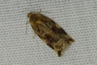 Archips xylosteana
