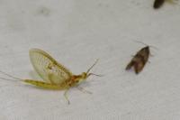 Celypha striana