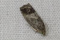 Cydia splendana
