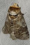 Cossus cossus