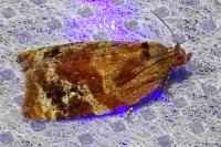 Ditula angustiorana