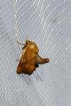 Apoda limacodes