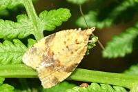 Epagoge grotiana