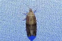 Celypha striana