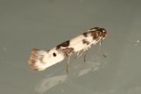 Enolmis acanthella