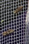 Zeiraphera isertana