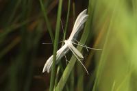 Pterophorus pentadactylus