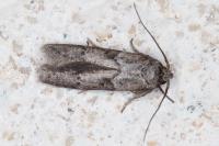 Blastobasis glandulella