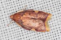 Carcina quercana