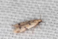 Mesophleps oxycedrella
