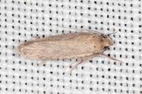 Platyedra subcinerea