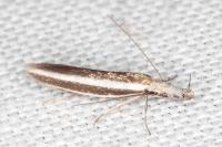 Pleurota aristella