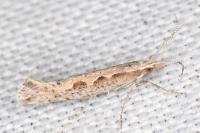 Plutella xylostella