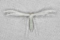 Pterophorus pentadactylus