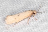 Myrmecozela ataxella