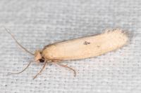 Myrmecozela ataxella