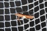 Caloptilia stigmatella