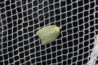 Tortrix viridana