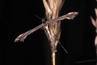 Amblyptilia