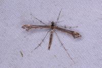 Amblyptilia