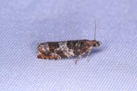 Ancylis achatana