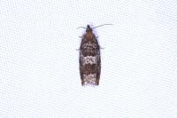 Ancylis achatana