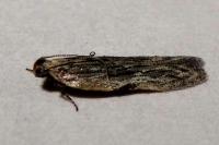 Anarsia