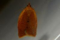 Clepsis consimilana