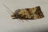 Neocochylis molliculana