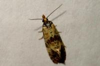 Neocochylis molliculana
