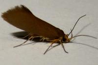 Crassa unitella
