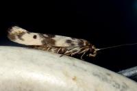 Enolmis acanthella