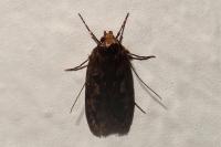 Hofmannophila pseudospretella