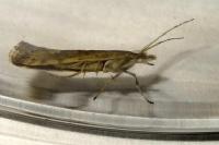 Plutella xylostella