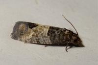 Spilonota ocellana