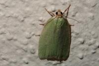 Tortrix viridana