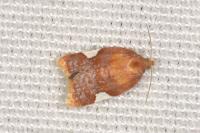 Acleris holmiana