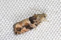 Eudemis profundana
