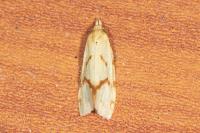 Agapeta hamana