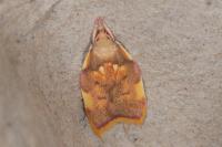 Carcina quercana